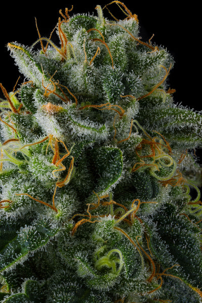 Presidental Pardon Feminisiert Compound Genetics