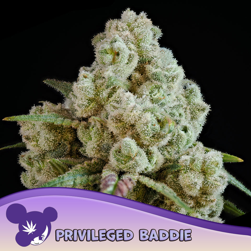 Privileged Baddie Feminisiert Anesia Seeds