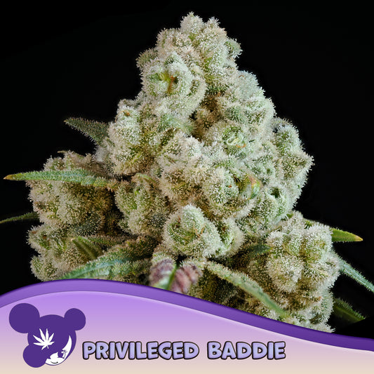 Privileged Baddie Feminisiert Anesia Seeds