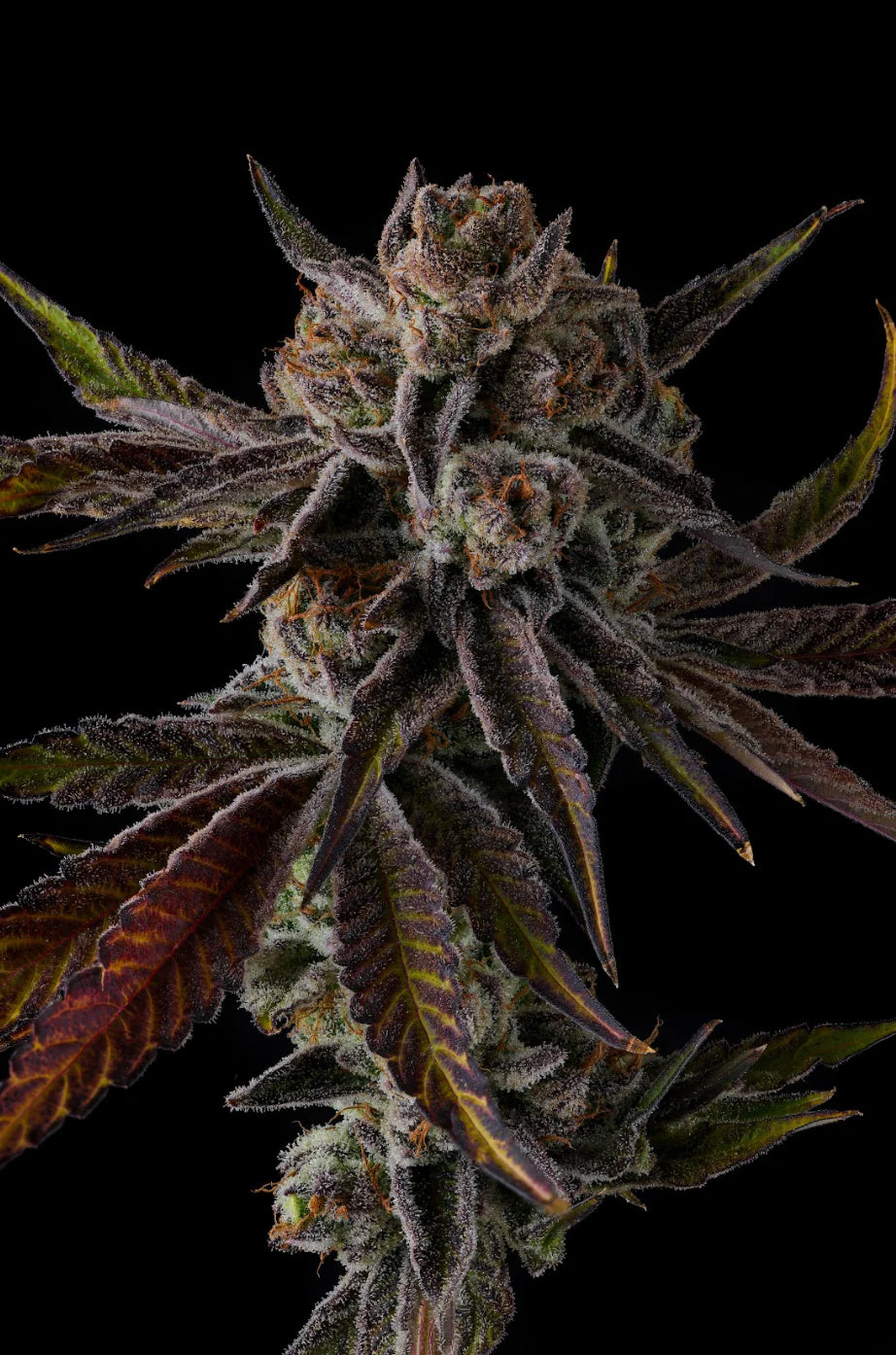 Purple Preserves Feminisiert Compound Genetics