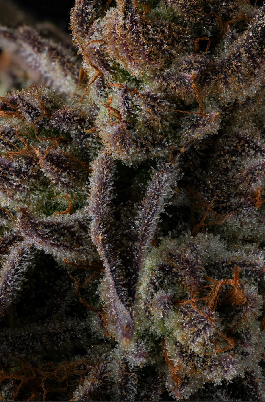 Purple Preserves Feminisiert Compound Genetics