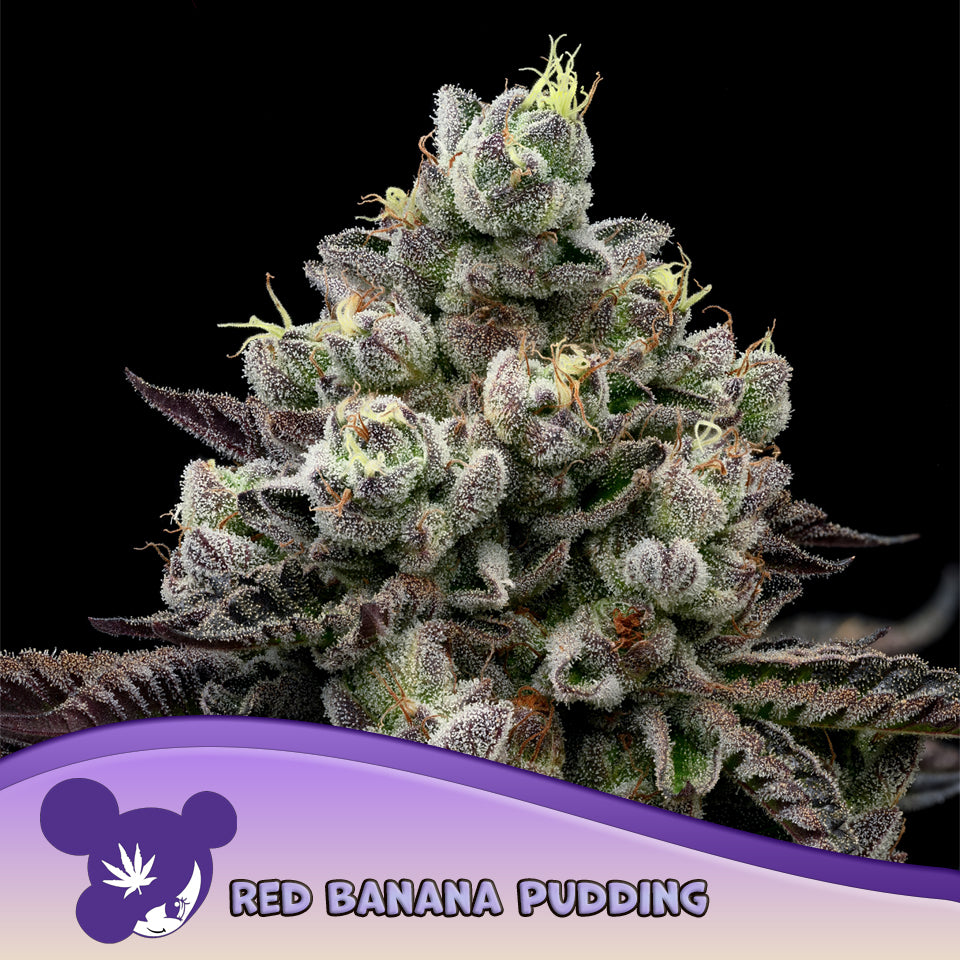 Red Banana Pudding Feminisiert Anesia Seeds