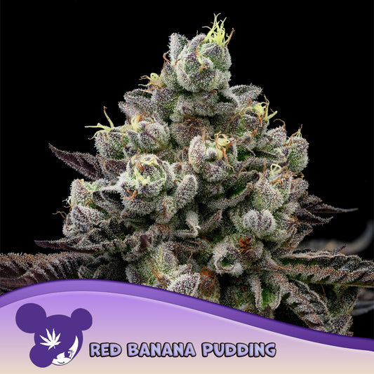 Red Banana Pudding Feminisiert Anesia Seeds