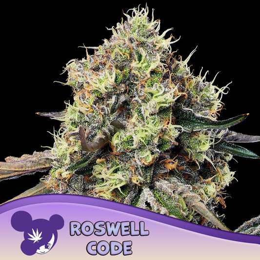 Roswell Code Feminisiert Anesia Seeds