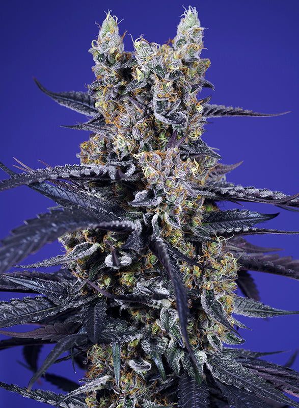 Super Boof XL Auto® (Feminisiert) Sweet Seeds