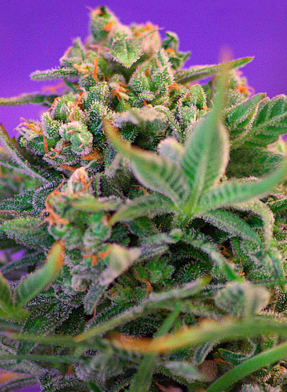 Sweet Cheese F1 Fast Version® Feminisiert Sweet Seeds
