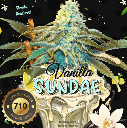 Vanilla Sundae Limited 710 Drop Feminisiert T.H.Seeds™
