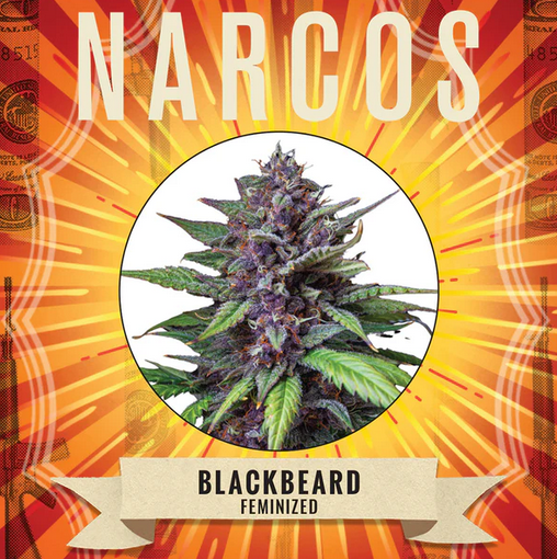 Blackbeard Feminisiert Narcos Seeds