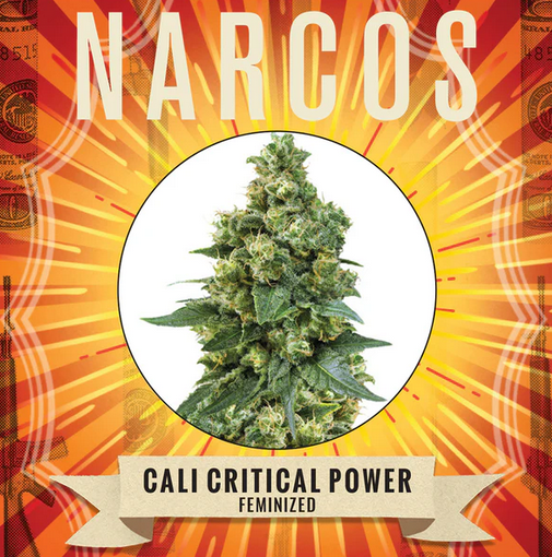 Cali Critical Power Feminisiert Narcos Seeds