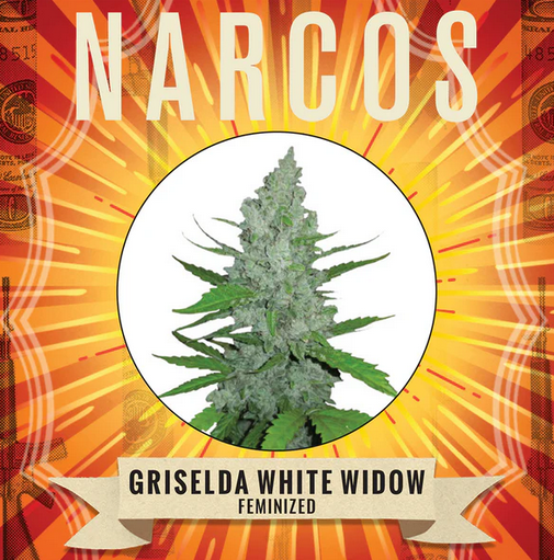Griselda White Widow Feminisiert Narcos Seeds