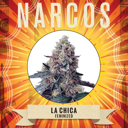 La Chica Feminisiert Narcos Seeds