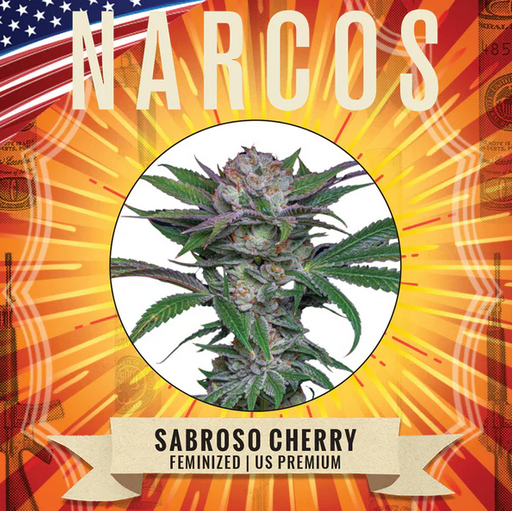 Sabroso Cherry Feminisiert US Premium Narcos Seeds