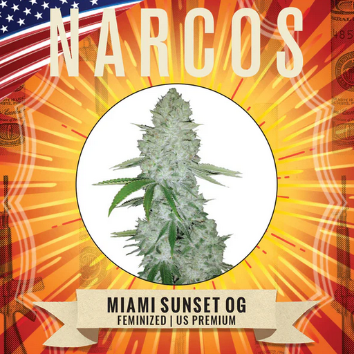 Miami Sunset OG Feminisiert US Premium Narcos Seeds