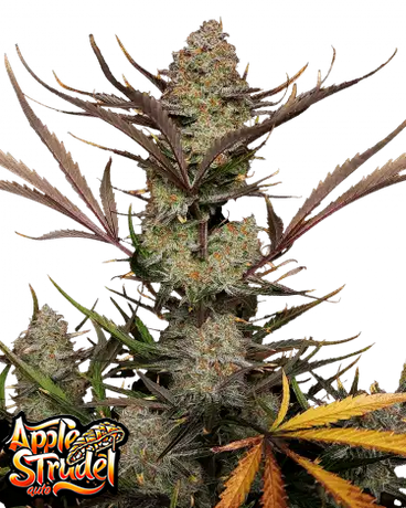 Auto Apple Strudel™ (Feminisiert) Fast Buds