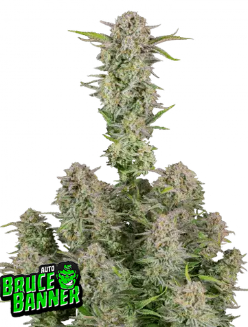 Auto Bruce Banner (Feminisiert) Fast Buds