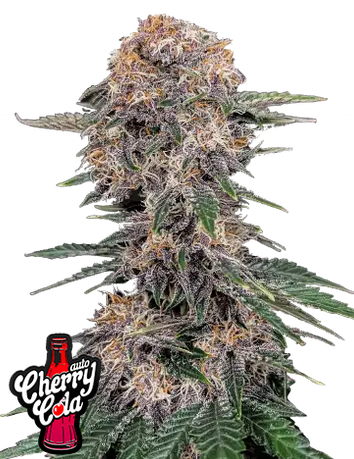 Auto Cherry Cola (Feminisiert) Fast Buds