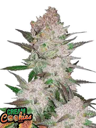 Auto Cream Cookies (Feminisiert) Fast Buds