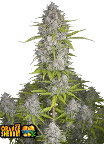 Auto Orange Sherbet (Feminisiert) Fast Buds