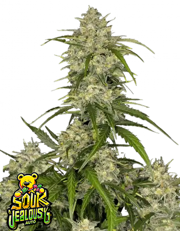 Auto Sour Jealousy™ (Feminisiert) Fast Buds