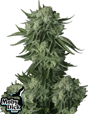 Auto Original Moby Dick (Feminisiert) Fast Buds