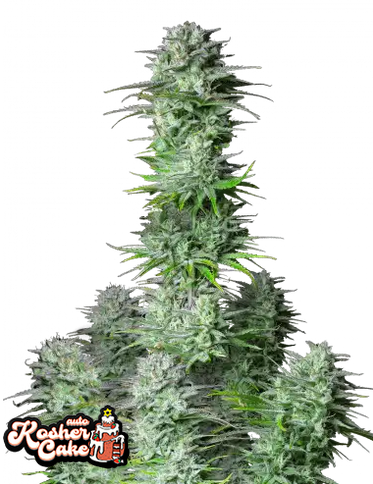 Auto Kosher Cake (Feminisiert) Fast Buds
