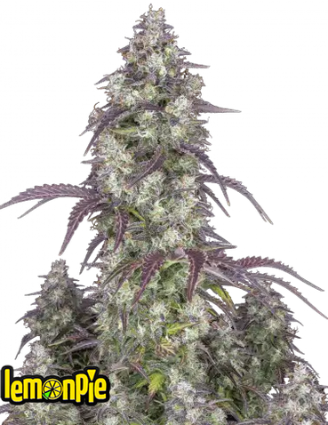 Auto Lemon Pie (Feminisiert) Fast Buds
