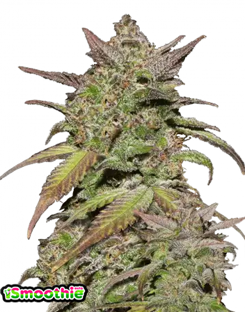 Auto Smoothie (Feminisiert) Fast Buds