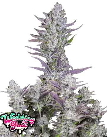 Auto Wedding Glue (Feminisiert) Fast Buds