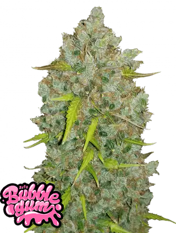 Auto Original BubbleGum (Feminisiert) Fast Buds