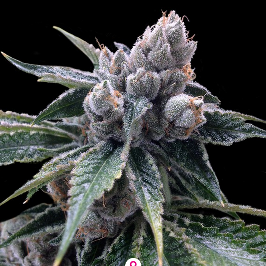 White Walker Kush Feminisiert DNA Genetics