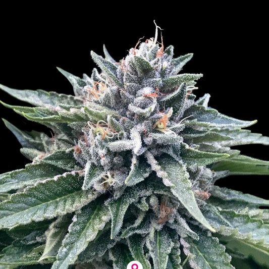 Sorbet #4 Feminisiert DNA Genetics
