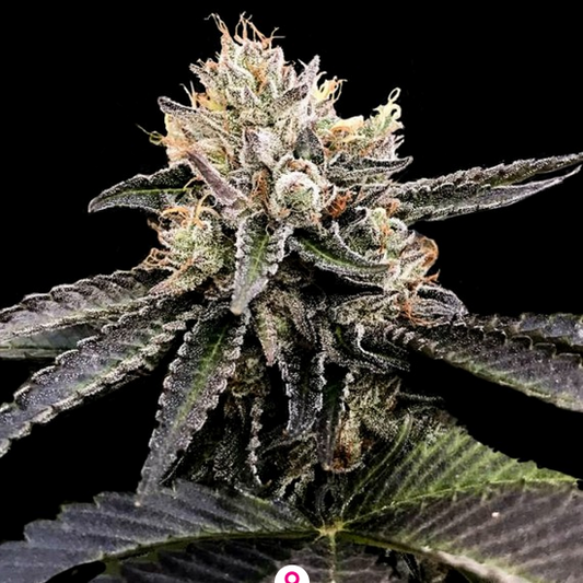 Cataract Cake Feminisiert DNA Genetics