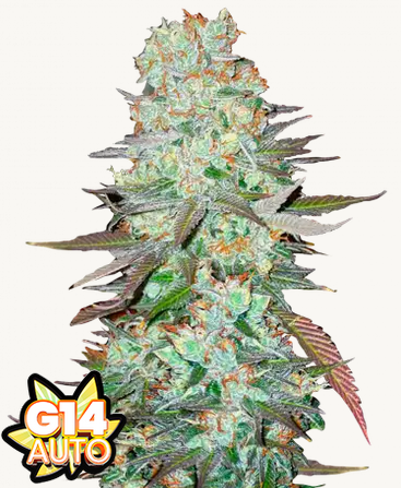 Auto G14 (Feminisiert) Fast Buds