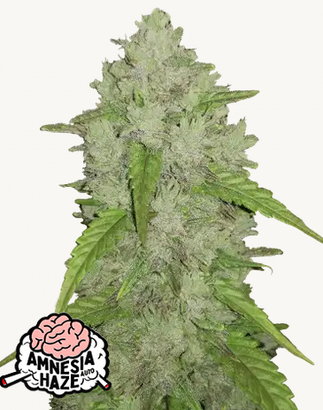 Auto Original Amnesia Haze (Feminisiert) Fast Buds