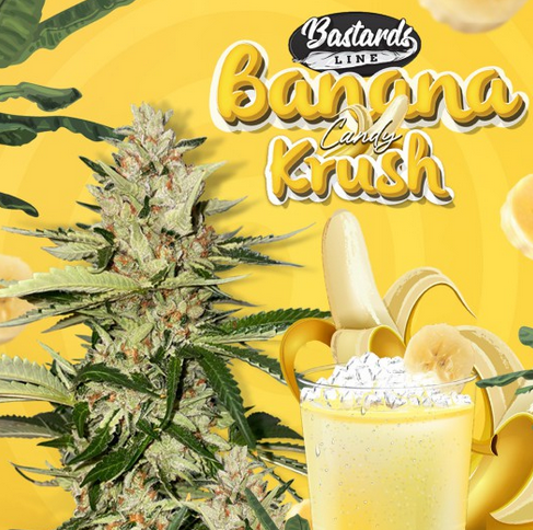 Bastards Line Special: Banana Candy Krush Feminisiert T.H.Seeds™