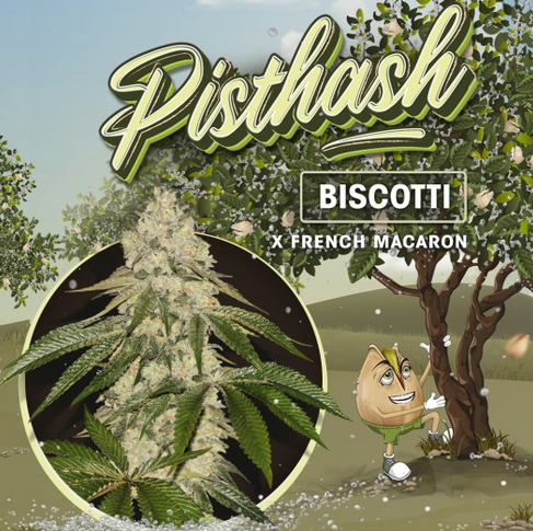 Pisthash Feminisiert T.H.Seeds™