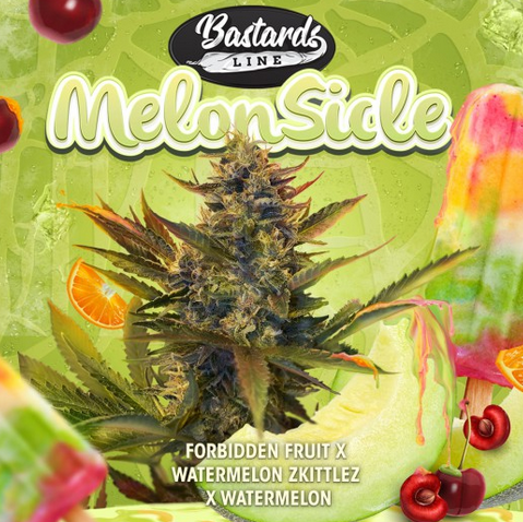 Bastards Line Special: MelonSicle Feminisiert T.H.Seeds™