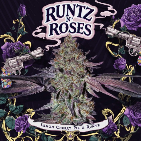 Runtz N' Roses Feminisiert T.H.Seeds™