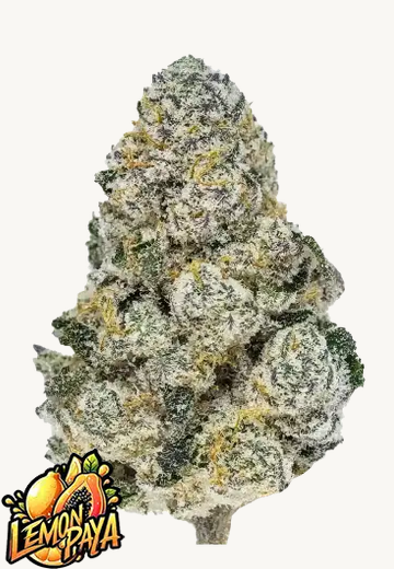 Lemonpaya Feminisiert Fast Buds