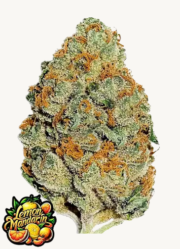 Lemon Mandarin Feminisiert Fast Buds