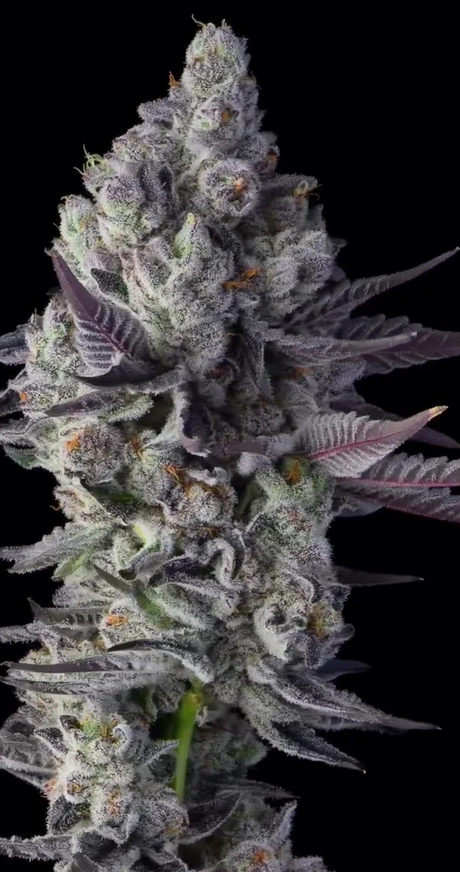 Blue Lobster S1 Feminisiert Bubbatz Seeds