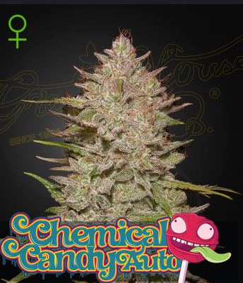 Auto Chemical Candy (Feminisiert) Green House Seeds Company