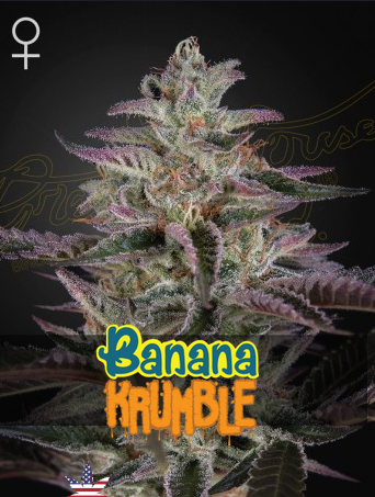 Banana Krumble Feminisiert Green House Seeds Company