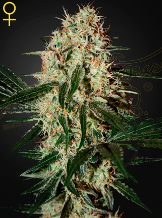 Arjan's Haze # 3 Feminisiert Green House Seeds Company