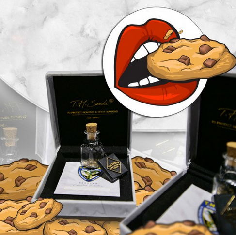 French Kisz Limited Edition Regulär (nur 50 Boxen) T.H.Seeds™