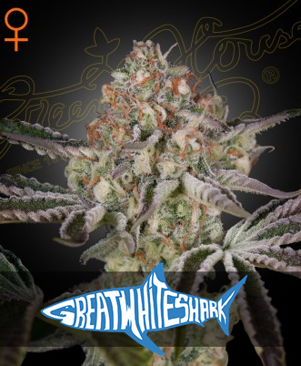 Great White Shark Feminisiert Green House Seeds Company