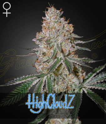 HighCloudZ Feminisiert Green House Seeds Company