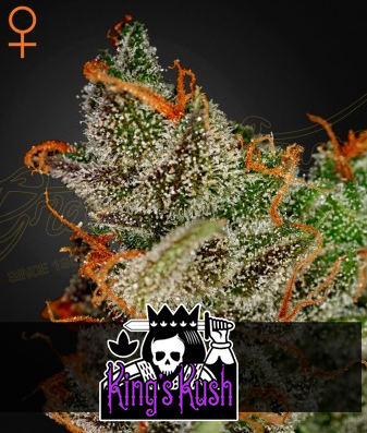 King's Kush Feminisiert Green House Seeds Company