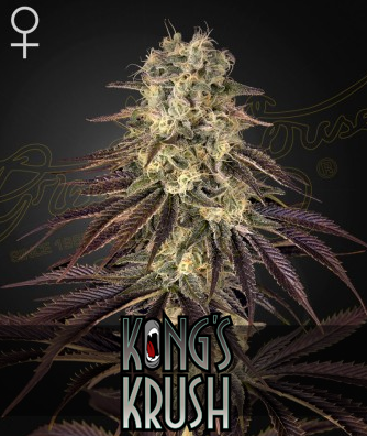 Kong's Krush Feminisiert Green House Seeds Company