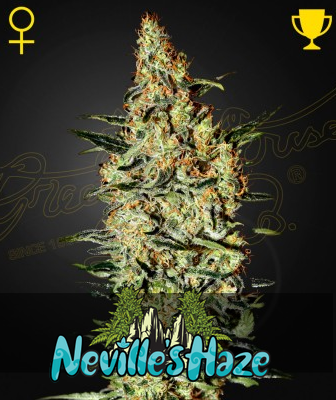 Neville's Haze Feminisiert Green House Seeds Company